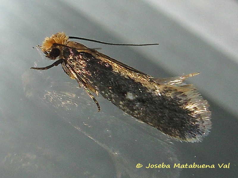 Monopis obviella (cfr.),  Tineidae